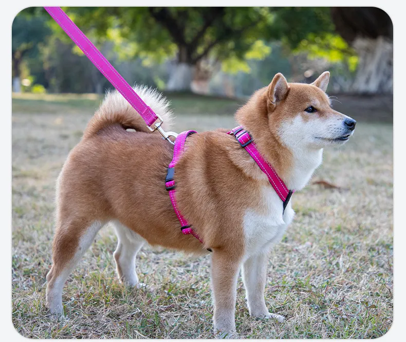 Reflective Collars-Pet Products