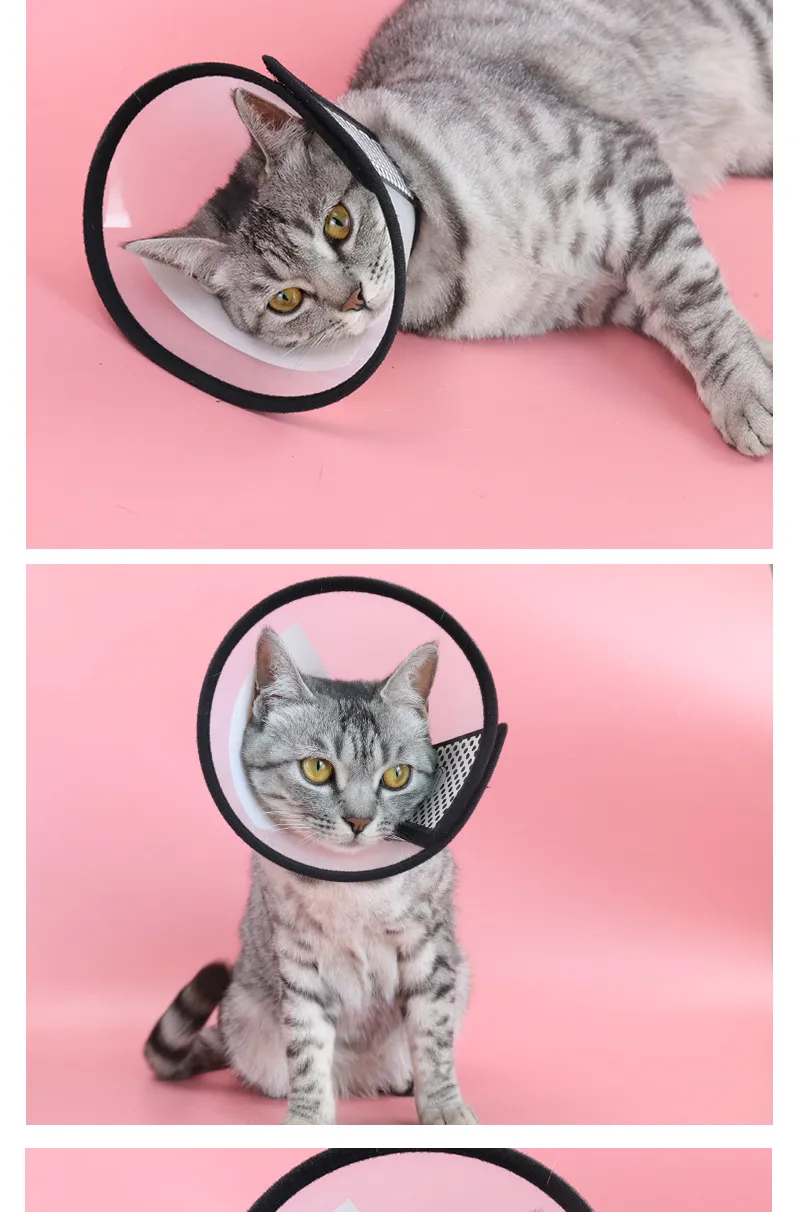 Elizabeth Collar-Pet Products