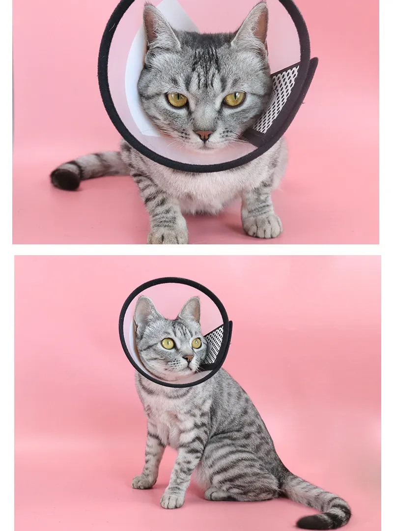 Elizabeth Collar-Pet Products